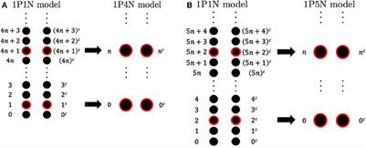 The 1-Particle-per-k-Nucleotides (1PkN) Elastic Network Model of DNA Dynamics with Sequence-Dependent Geometry